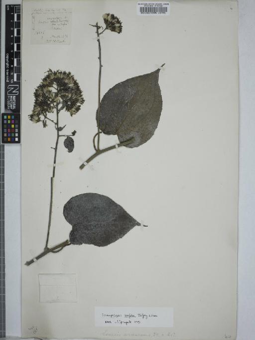 Senecio cordifolia - 000031999