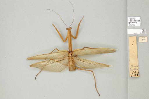 Tenodera angustipennis Saussure, 1869 - 012497828_71131_82115