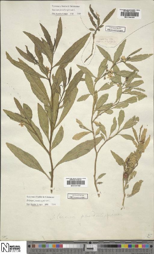 Solanum pseudocapsicum L. - BM000847684