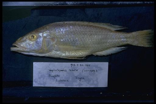 Haplochromis mento Regan, 1922 - Haplochromis mento; 1906.5.30.258