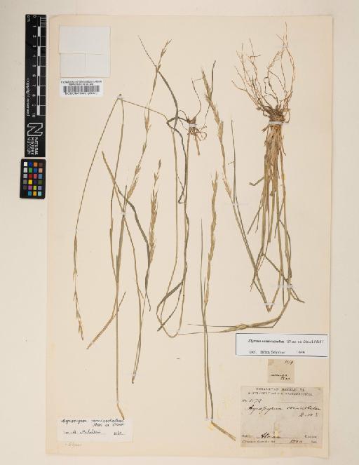 Elymus semicostatus (Steud.) Melderis - 000064599