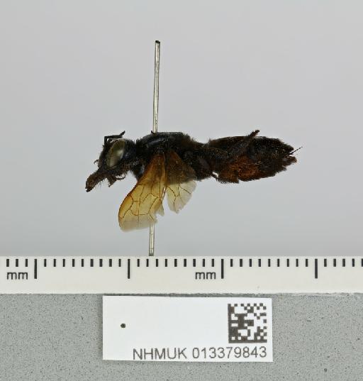Megachile atratiformis Meade-Waldo, 1914 - 013379843__-