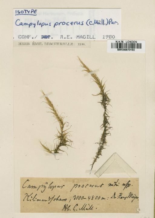 Campylopus jamesonii (Hook.) A.Jaeger - BM000870182