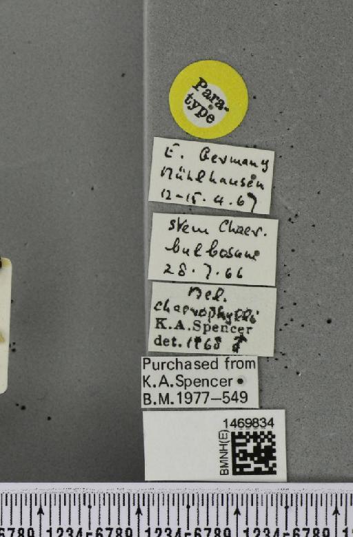 Melanagromyza chaerophylli Spencer, 1969 - BMNHE_1469834_label_44994