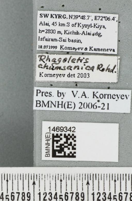 Rhagoletis chumsanica (Rohdendorf, 1961) - BMNHE_1469342_label_42781