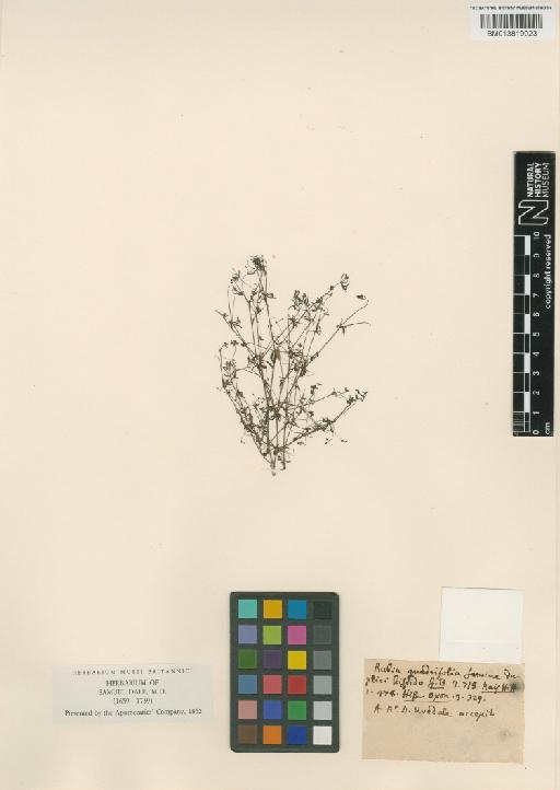 Rubiaceae Juss. - 013819023