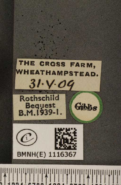 Anthocharis cardamines britannica Verity, 1908 - BMNHE_1116367_label_68494