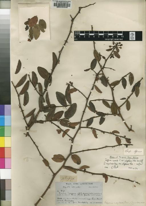 Capparis sepiaria var. subglabra (Oliv.) Dewolf - BM000629563