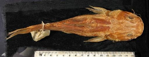 Chrysichthys platycephalus Worthington & Ricardo, 1937 - 1936.6.15.849; Chrysichthys platycephalus; dorsal view; ACSI Project image