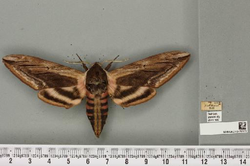 Sphinx ligustri Linnaeus, 1758 - NHMUK_010476353_533738