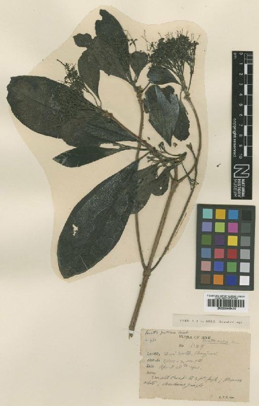 Pavetta fruticosa Craib - BM000945420