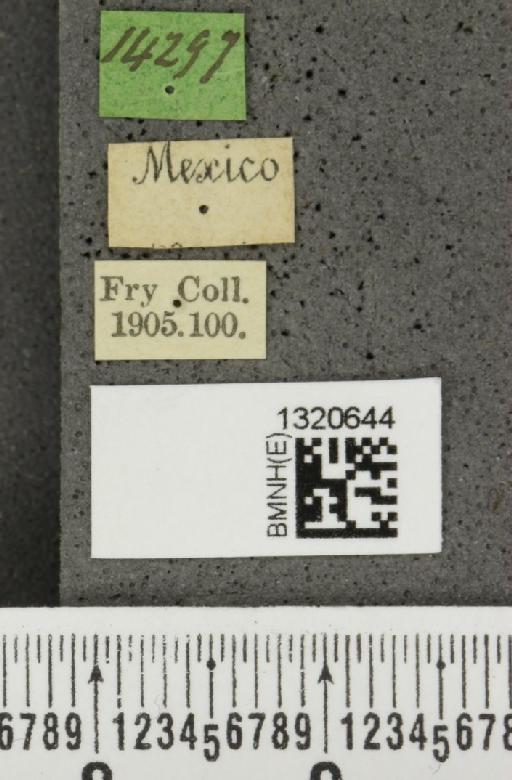 Paratriarius curtisii (Baly, 1886) - BMNHE_1320644_label_21381