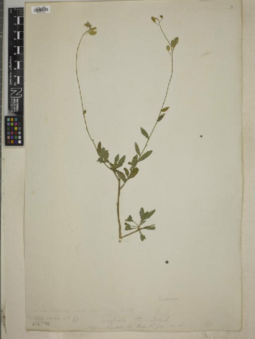 Berteroa mutabilis (Vent.) DC. - BM010751501