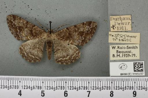 Alcis repandata repandata (Linnaeus, 1758) - BMNHE_1915157_475436