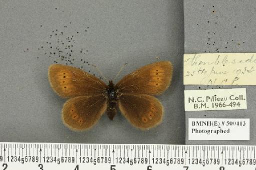 Erebia epiphron mnemon (Haworth, 1812) - BMNHE_500413_28757