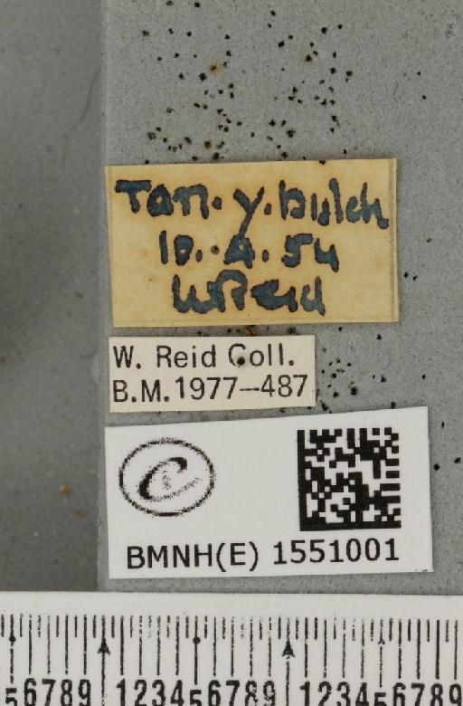 Polyploca ridens (Fabricius, 1787) - BMNHE_1551001_label_238316