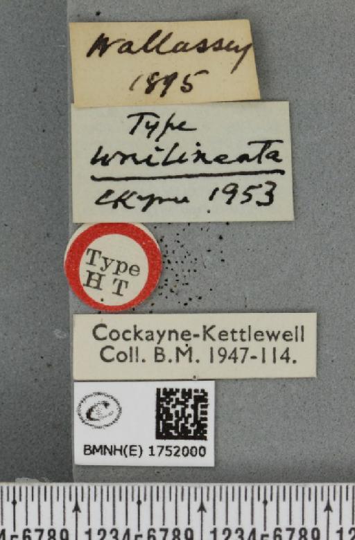 Hydriomena ruberata ab. unilineata Cockayne, 1953 - BMNHE_1752000_label_330723