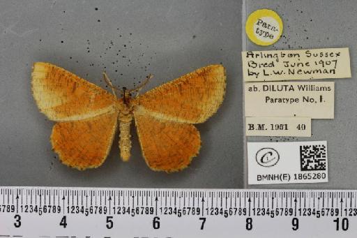 Angerona prunaria ab. diluta Williams, 1947 - BMNHE_1865280_430871