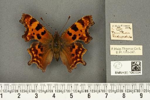 Polygonia c-album (Linnaeus, 1758) - BMNHE_1063334_24304