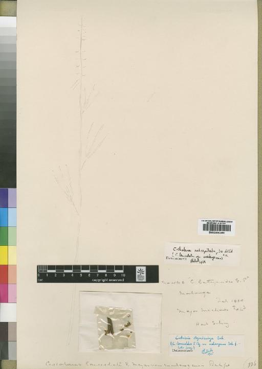 Crotalaria subcapitatata De Wild. - BM000843480
