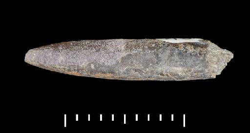 Parapassaloteuthis zieteni (Mayer-Eymar, 1884) - PI CC 1110 - belemnite