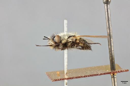 Corsomyza nigripes var. turneri - 013445815_lateral_habitus