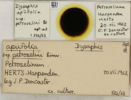 Dysaphis apiifolia petroselini Börner, 1950 - 014883150_112610_1094065_835815_NoStatus