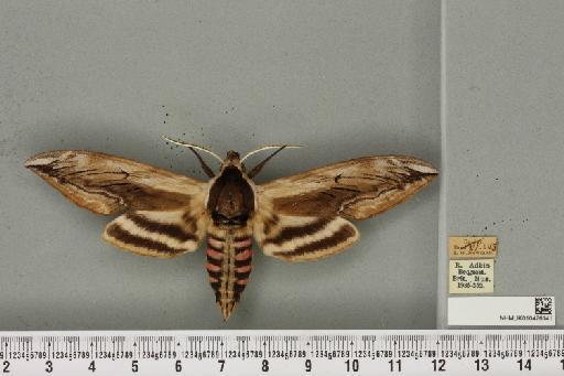 Sphinx ligustri ab. subpallida Tutt, 1904 - NHMUK_010476141_533865