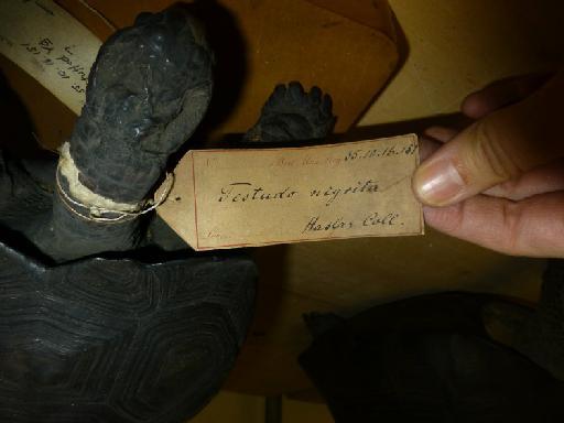 Chelonoidis porteri (Rothschild, 1903) - 1855.10.16.151, Testudo (Elephantopus) nigrita