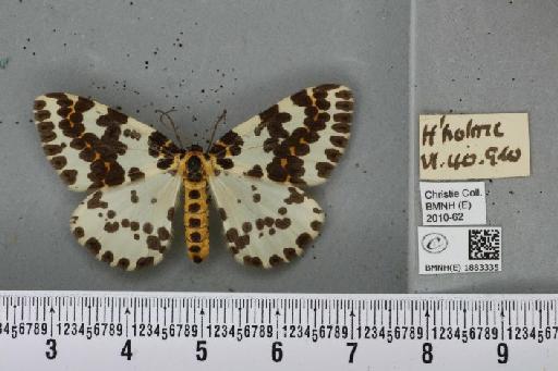 Abraxas grossulariata (Linnaeus, 1758) - BMNHE_1883335_439224