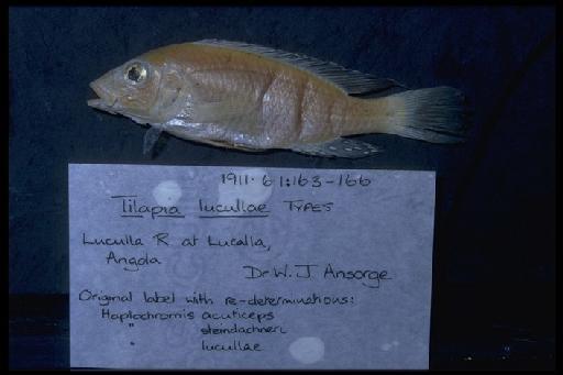 Tilapia lucullae Boulenger, 1913 - Tilapia lucullae; 1911.6.1.163-166