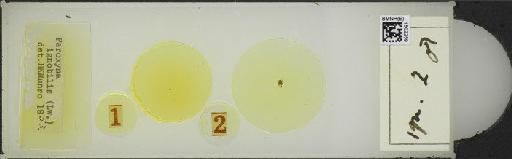 Campiglossa ignobilis (Loew, 1861) - BMNHE_1502259_57477