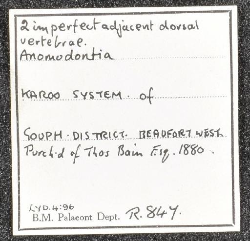 Therapsida Broom, 1905 - NHMUK PV R 847 - label