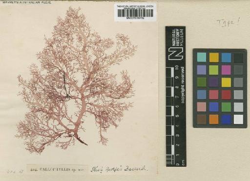Craspedocarpus tenuifolius (Harv.) Min-Thein & Womersley - BM001038762