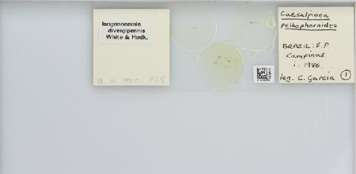 Isogonoceraia divergipennis White & Hodkinson, 1980 - 013482952_117198_1146273_157792_NonType_result