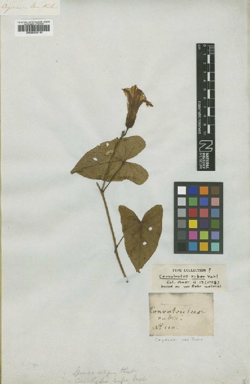 Ipomoea setifera Poir. - BM000953164