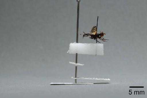 Ceroxys urticae (Linnaeus, 1758) - 015046227_lateral