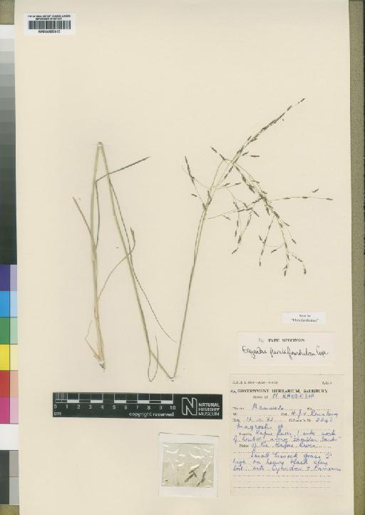 Eragrostis punctiglandulosa Cope - BM000923015