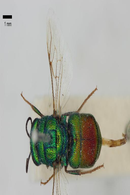 Chrysis autocrata Nurse, 1903 - Chrysis_autocrata-BMNH(E)#970918_type-dorsal-1X