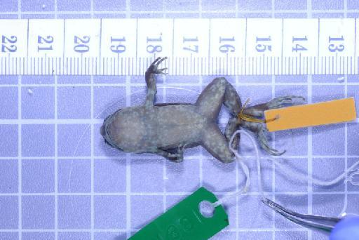 Callulops humicola compta (Zweifel, 1972) - Image of specimen 1961.850
