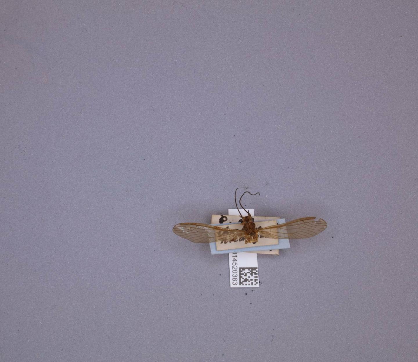 Anacroneuria nigrocincta