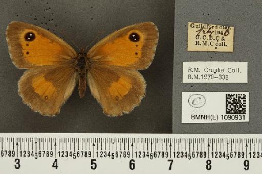 Pyronia tithonus britanniae (Verity, 1914) - BMNHE_1090931_1254