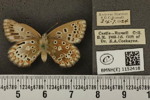 Lysandra coridon ab. radiata Bright & Leeds, 1938 - BMNHE_1152418_103712