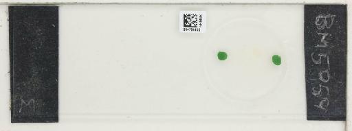 Plantae Haeckel - 014761655_289743_4514081