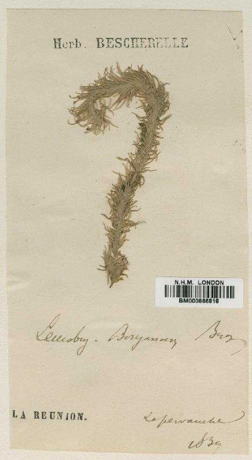 Leucobryum boryanum Besch. - BM000866818 (2)