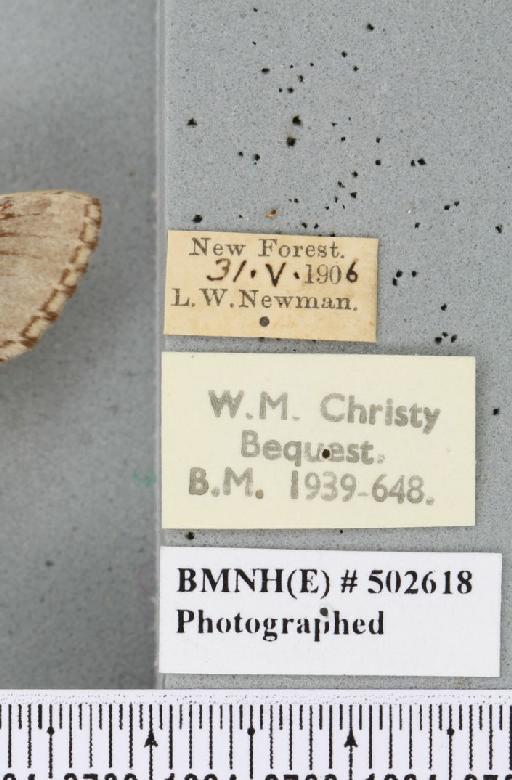 Drymonia ruficornis ab. argentea Closs, 1916 - Elisa_025428_label_243673