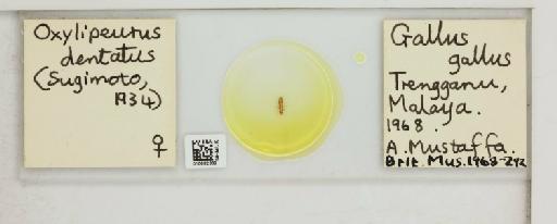 Oxylipeurus dentatus Sugimoto, 1934 - 010682389_816438_1430847