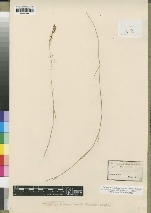 Trichopteryx dregeana Nees - BM000923406