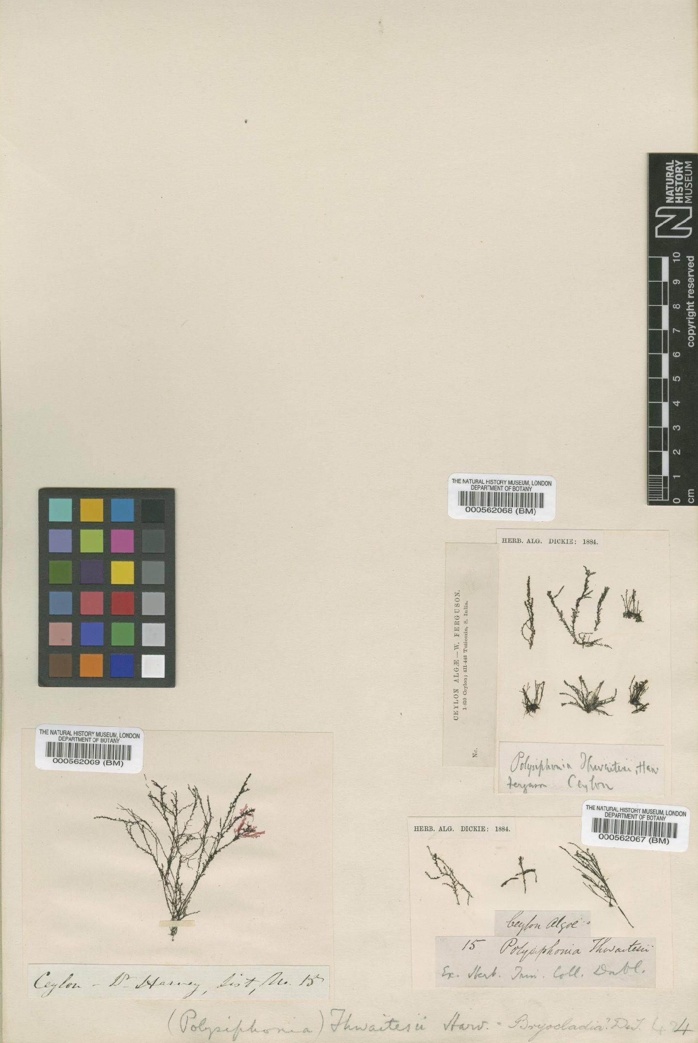 To NHMUK collection (Bryocladia thwaitesii (Hook.f. & Harv.) De Toni; Syntype; NHMUK:ecatalogue:4834305)