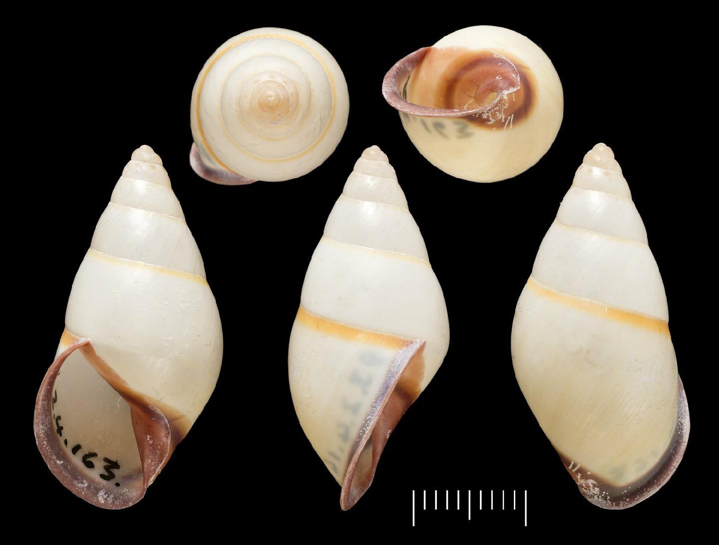 To NHMUK collection (Bulimus cruentatus Morelet, 1875; HOLOTYPE; NHMUK:ecatalogue:6634290)